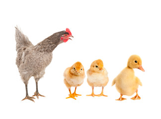 Hen and Rooster consider duckling, who is with chickens. isolated