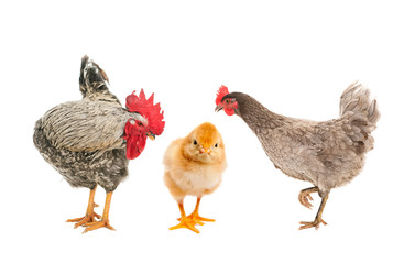 Hen and Rooster consider duckling, who is with chickens. isolated