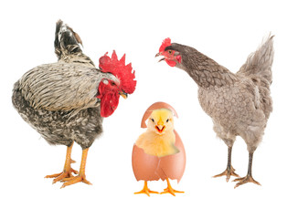 Hen and rooster looking at a newborn chick. isolated