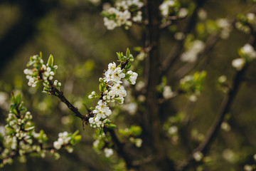 Mirabelle blossom
