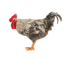 Photos cock in various positions. Isolated. A series of photos