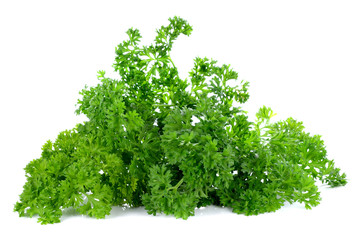 Parsley leaves on white background