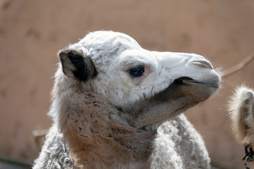Bebé camello (dromedario)