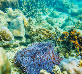 Beauty sea anemone