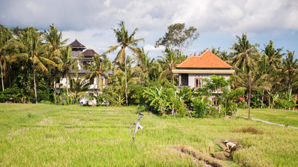 Bali, rizière 