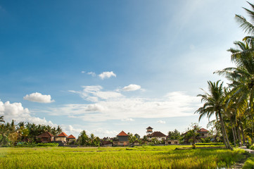 Bali, riziere 
