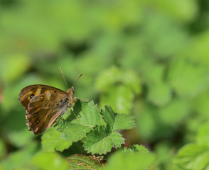 Farfalla marrone su foglia nel prato