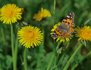Farfalla Vanessa su dente di leone nel prato