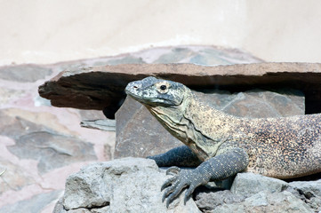 Dragón de Komodo
