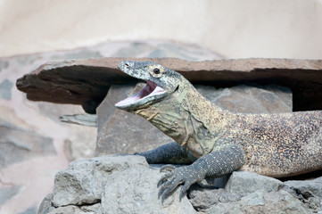 Dragón de Komodo
