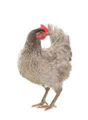 Chicken laying hen in different poses. Isolated. A series of photos.