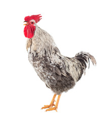 Singing cock. Isolated. A series of photos.