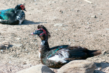 Patos