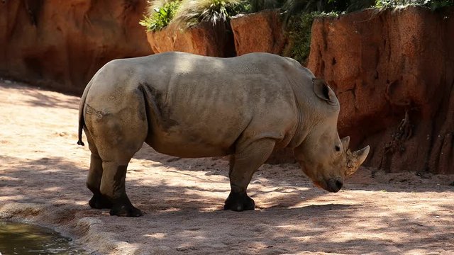 white rhinoceros - ceratotherium simum