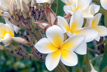Obraz premium Flores