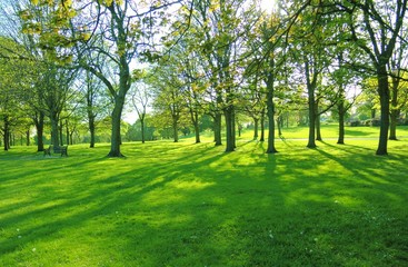 Fototapeta na wymiar Park landscape in the Springtime.