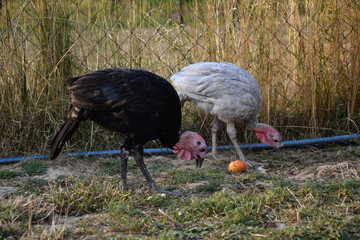 Flock of turkeys on the farmyard. Thanksgiving day symbol