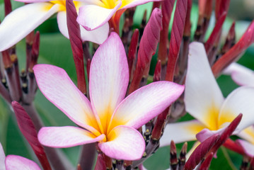 Obraz premium Flores