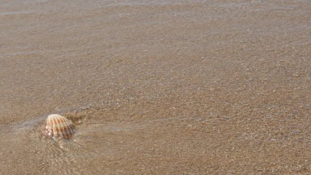 Seashell on the beach and waves 4K 2160p 30fps UltraHD footage - Waves moving sea shell from the oceans beach 4K 3840X2160 UHD video 