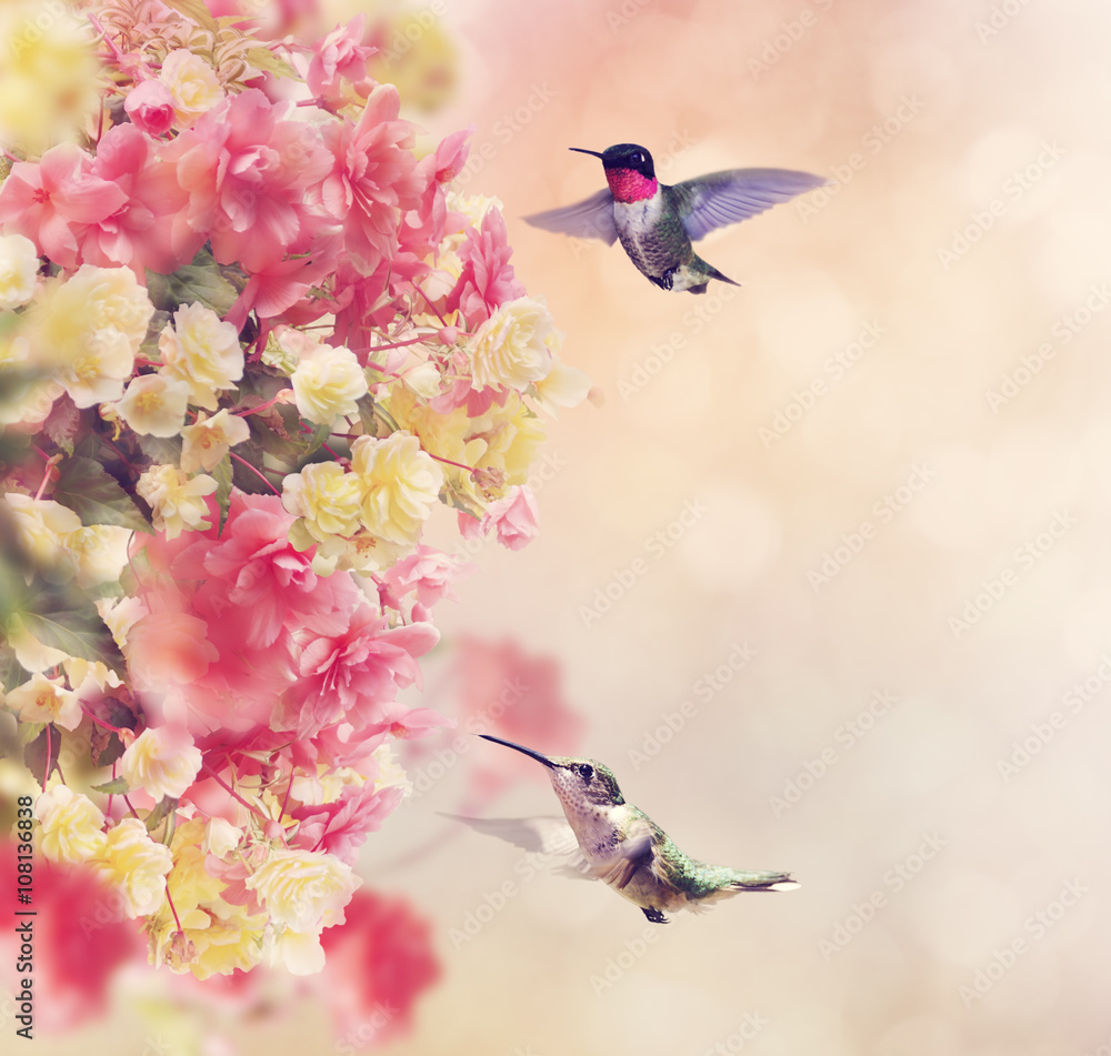 Wall mural Hummingbirds and Flowers