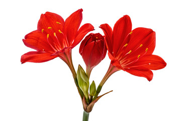 Red flower of Clivia, isolated on white background
