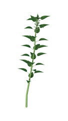 3D Illustration Urtica Dioica or Nettle on White