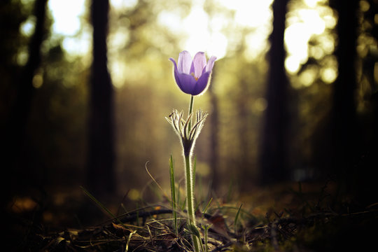 tender first spring March flowers lilac blue pasque-flower,