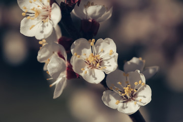 Apricot spring blossom