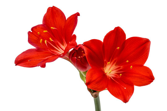 Fototapeta Red flower of Clivia, isolated on white background