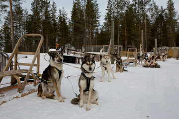 Husky Dog Sledding