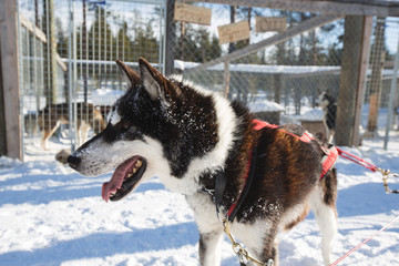 Husky Dog Sledding