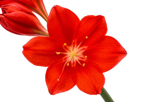 Fototapeta Red flower of Clivia, closeup, isolated on white background