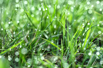 Green juicy grass with dew