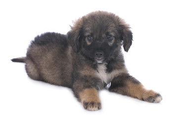 Kleiner süßer Mischling Hund liegt auf weiß