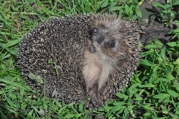 A young hedgehog close up 