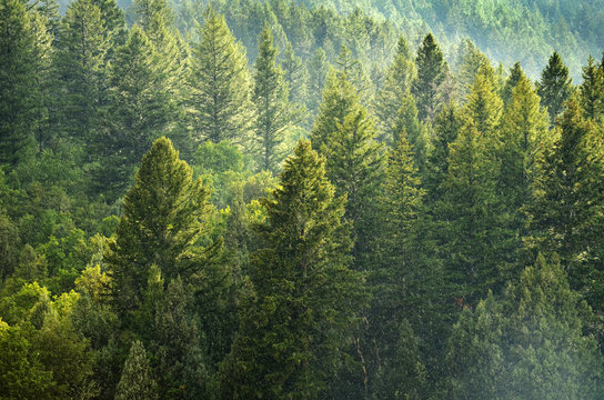 Fototapeta Forest of Pine Trees