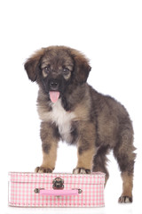 Süßer Mischlings Welpe mit kleinem Reise koffer freigestellt
