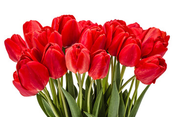Bouquet of red flowers tulips, isolated on white background
