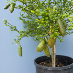Australian Finger lime or Caviar Lime 