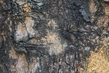 old wood background