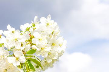 Fototapeta na wymiar Frühlingsblüten, Frühlingszeit, Textfreiraum, Hintergrund, weiße