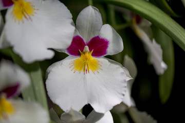 White, Pink, and Yellow Orchid