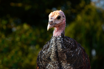 Turkey on the farmyard. Thanksgiving day symbol