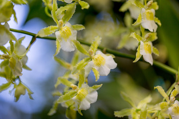Yellow and White Orchid