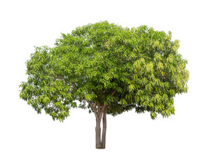Fototapeta na wymiar Isolated tree on white background with clipping path