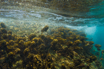 Coral reef in motion blurred underwater scene