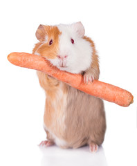Funny guinea pig holding a carrot isolated on white background
