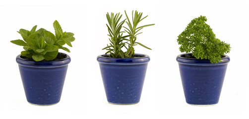 Selection of three herbs mint, rosemary and parsley in small blue pots