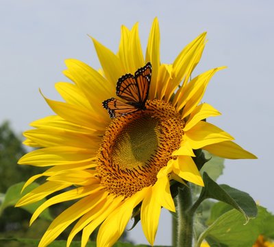 Monarch on suflower