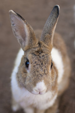 Portrait of rabbit, sweet, lovely and funny